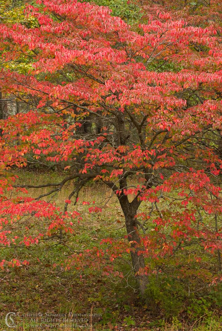 Title: Dogwood on an Autumn Morning #2; Keywords: autumn, dogwood, leaves, vertical
