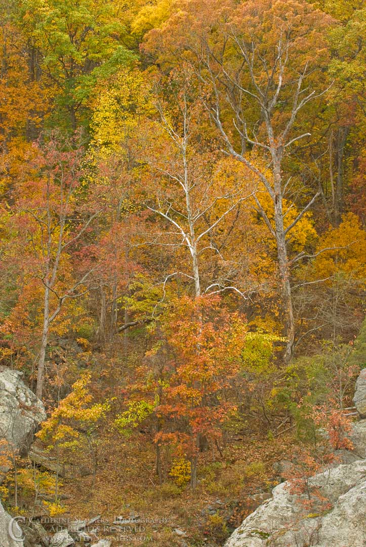 Title: Fall Colors Along the Billy Goat Trail; Keywords: autumn, Billy Goat Trail, Great Falls, leaves, vertical
