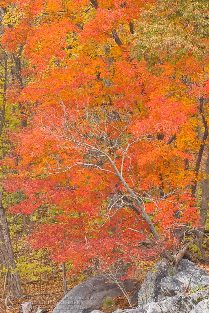Title: Maple Tree on the C&O Canal; Keywords: autumn, C&O Canal, maple, rocks, vertical