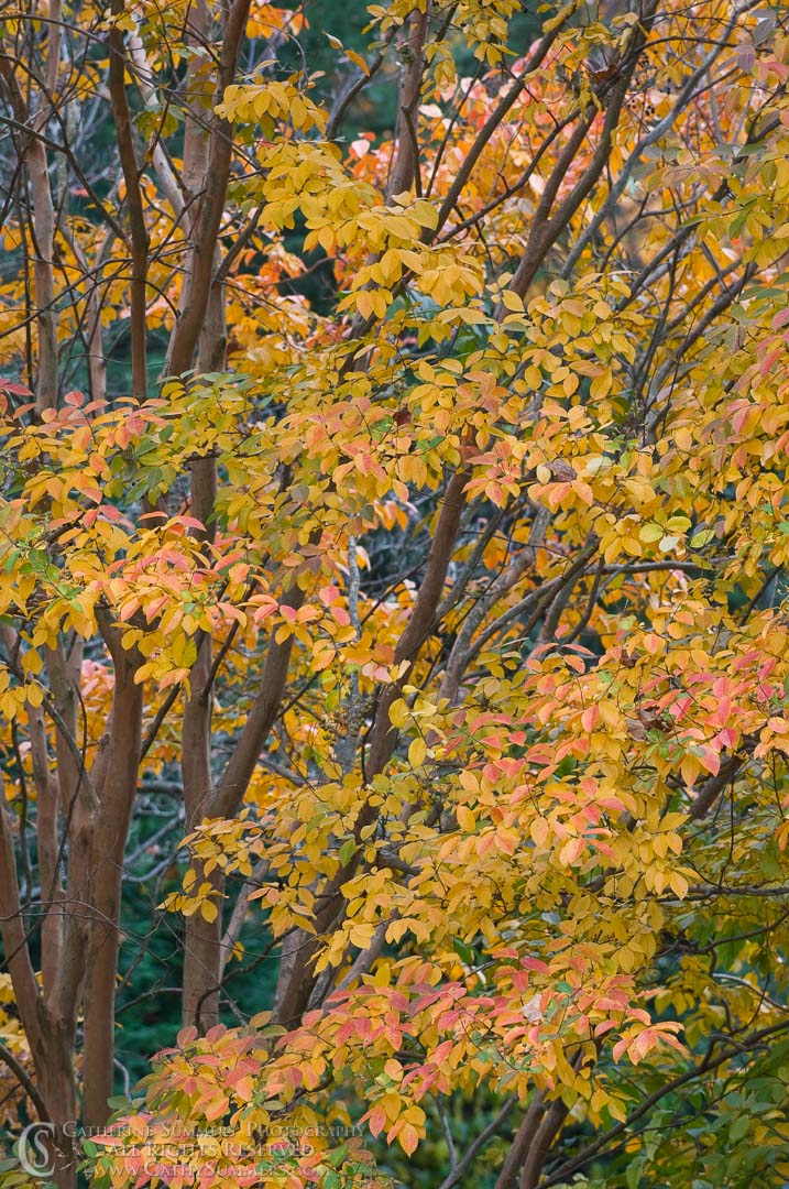 Autumn Crape Myrtle #3: Virginia