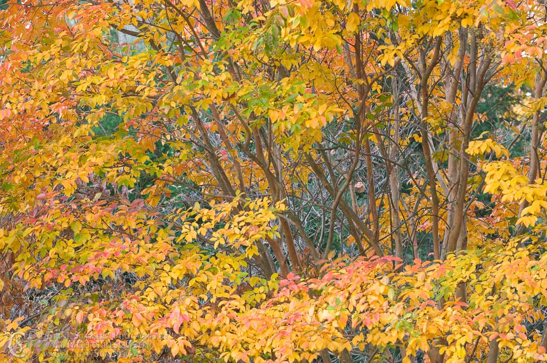 Title: Autumn Crape Myrtle #2; Keywords: 