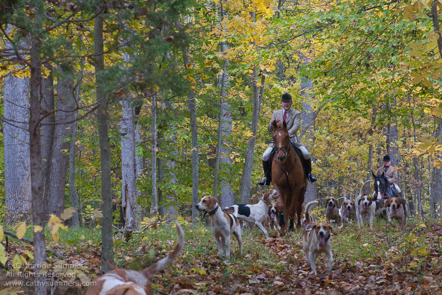 huntsman, fox hunting, hounds