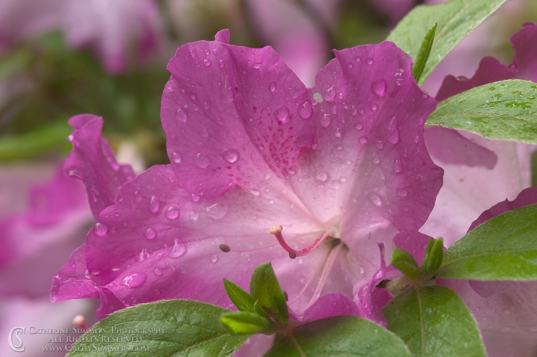 Title: Azalea #4; Keywords: azalea, flowers, horizontal