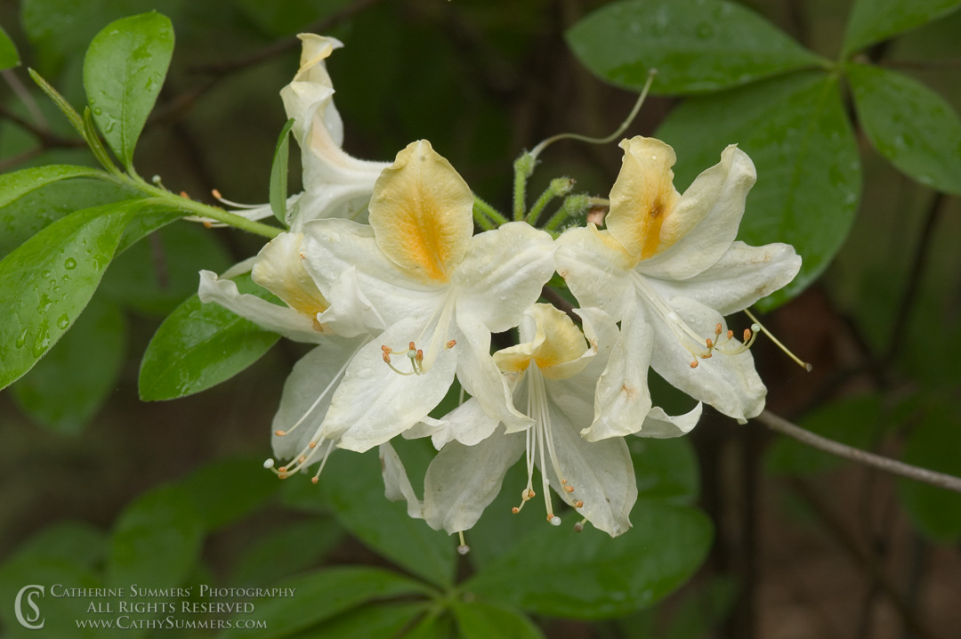 Title: Azalea #6; Keywords: azalea, flowers, horizontal