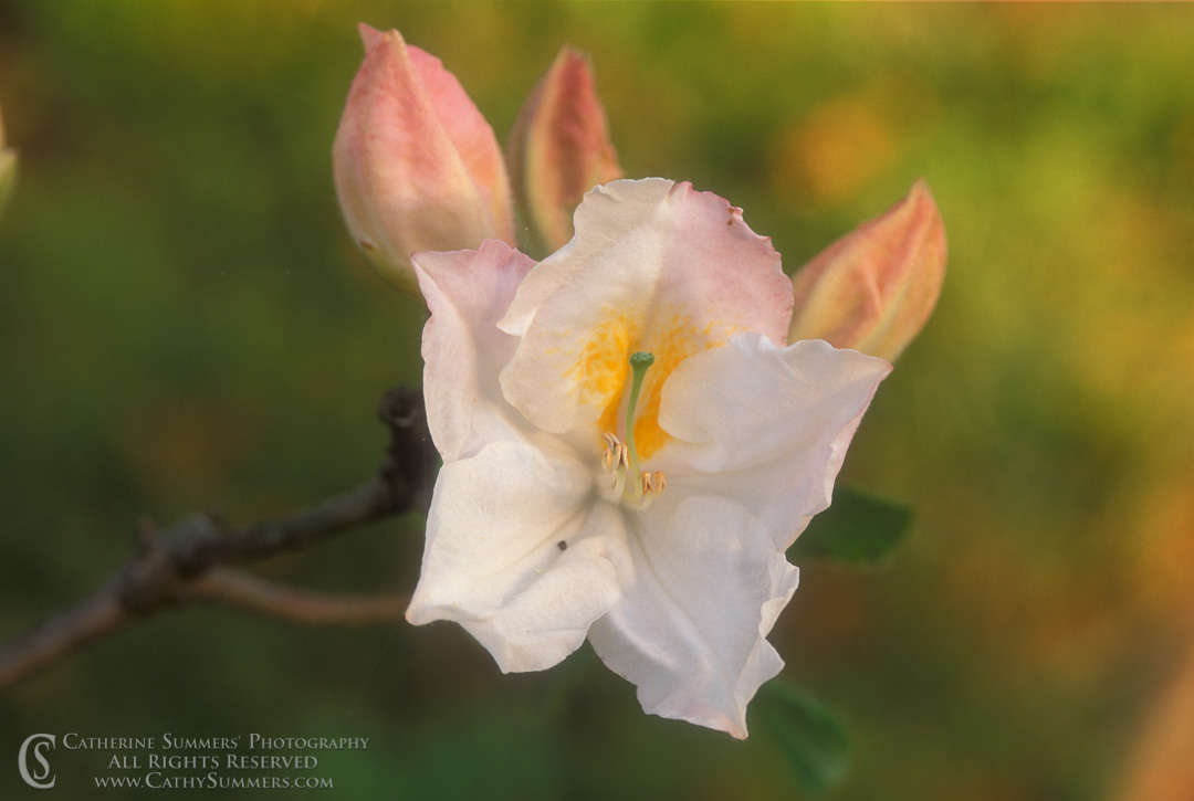 Title: Exbury Azalea; Keywords: azalea, flowers, horizontal