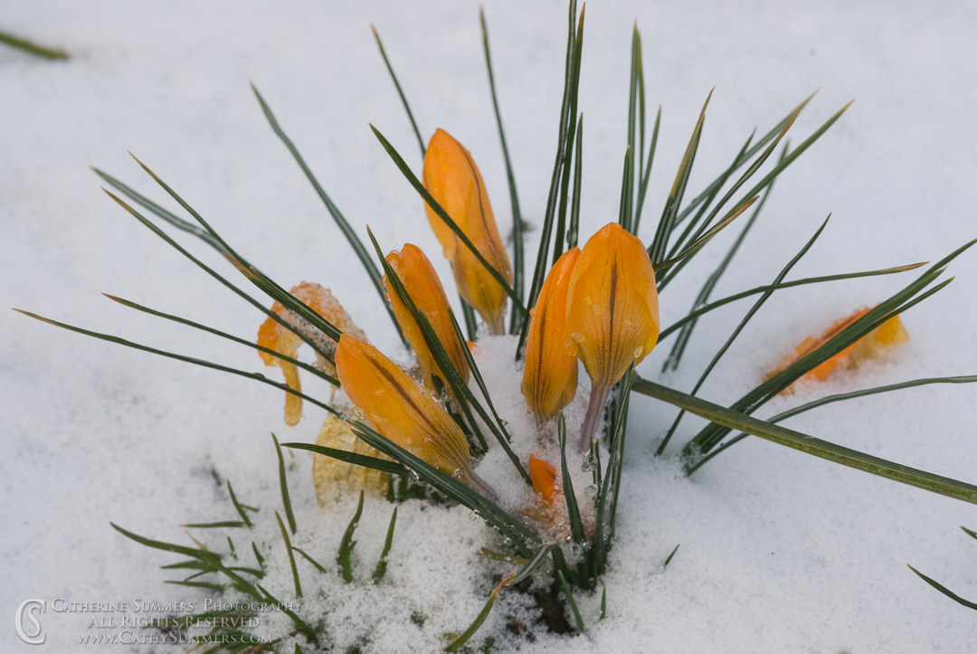 Title: Crocuses in the Snow #1; Keywords: crocus, flowers, horizontal, snow
