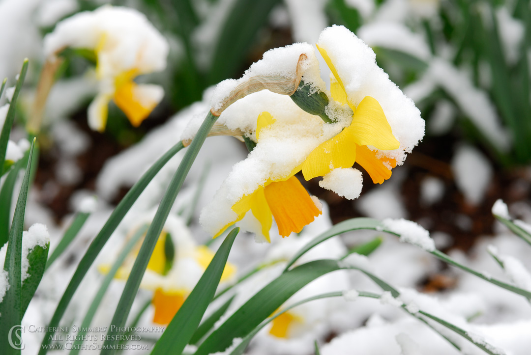 Title: Daffodils in the Snow #1; Keywords: daffodils, flowers, horizontal, snow