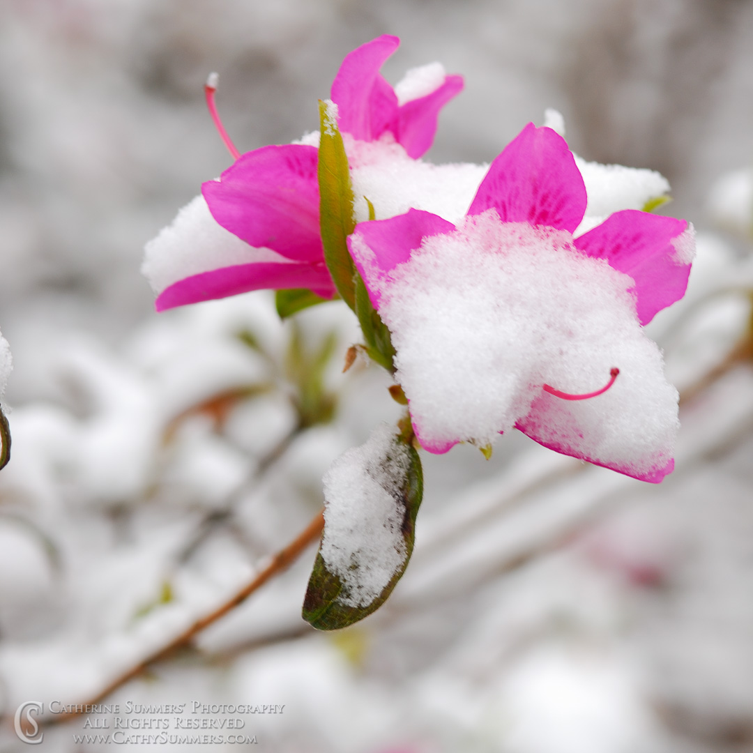 Azalea in Snow #1: Virginia