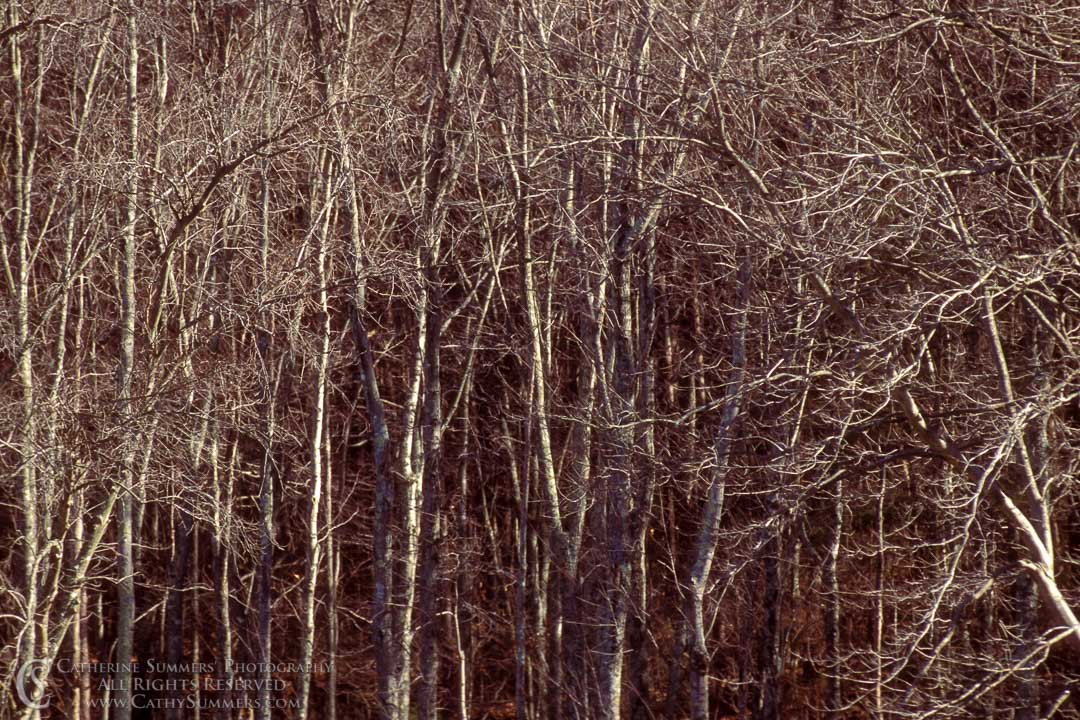 Bare Trees: Virginia