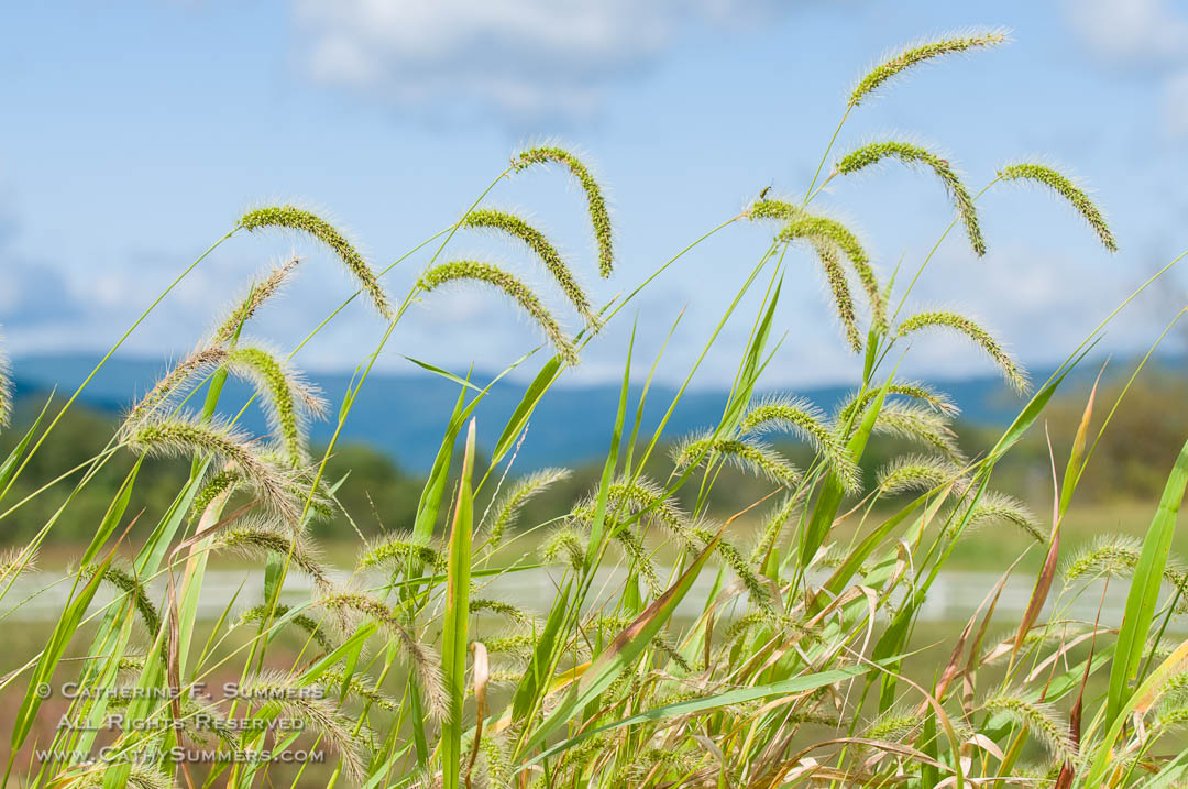 Summertime Grass Detail on a Blue Sky Day: Albemarle County, Virginia