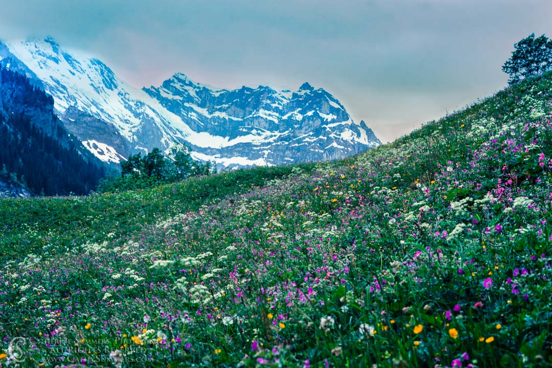 1983_Swiss_Alps_005: alps, Jungfrau, meadow, wild flowers