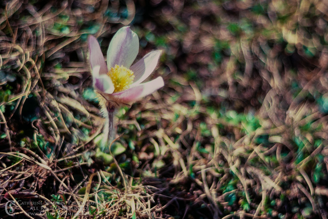 1983_Swiss_Alps_010: flower, Anemone