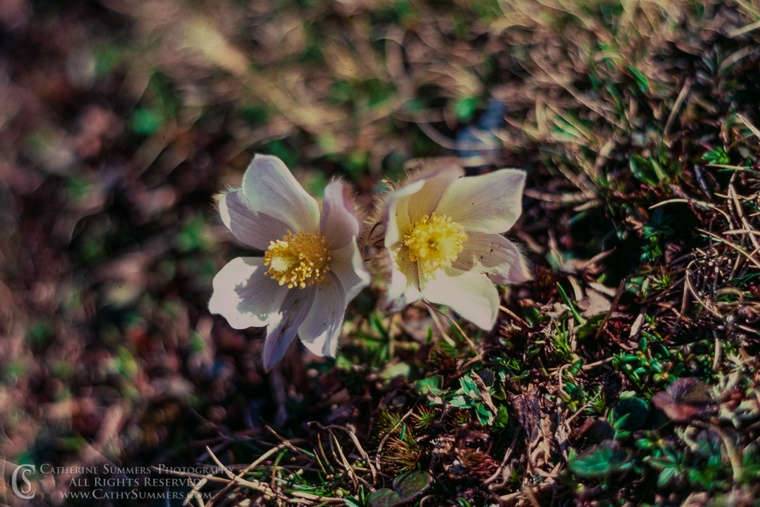 1983_Swiss_Alps_011: flower, Anemone