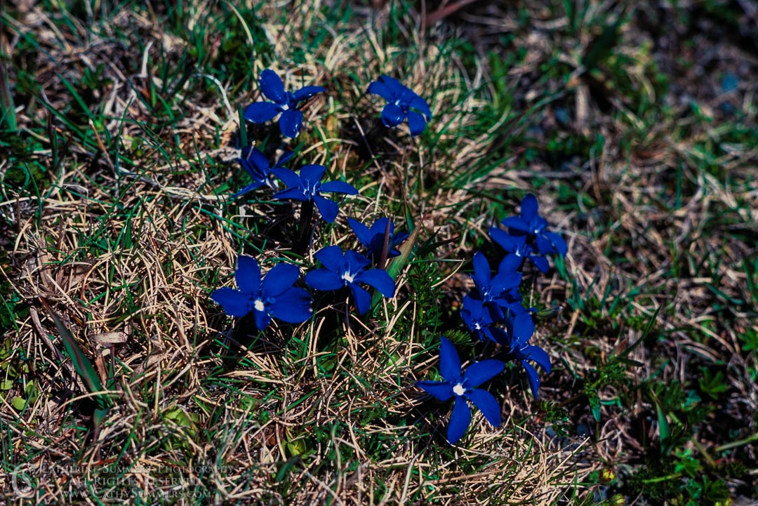 1983_Swiss_Alps_013: blue, flower, wildflower