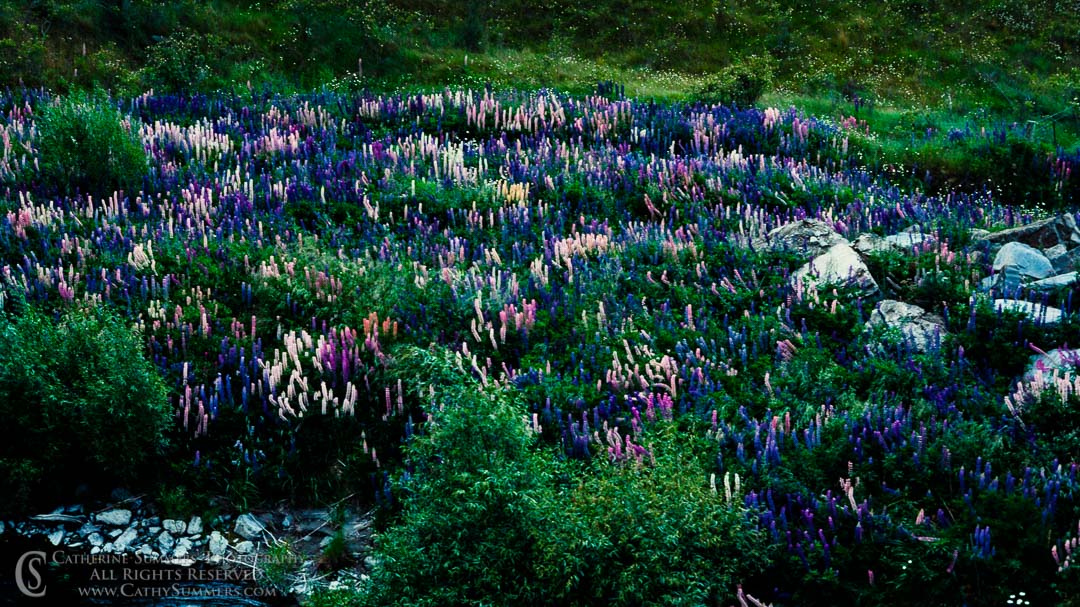 1988_NZ_001: horizontal, flowers, New Zealand, lupine, river bank