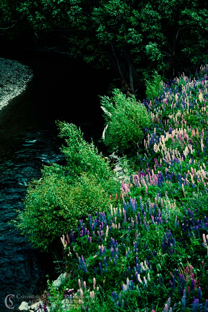 1988_NZ_002: vertical, flowers, New Zealand, lupine, river bank