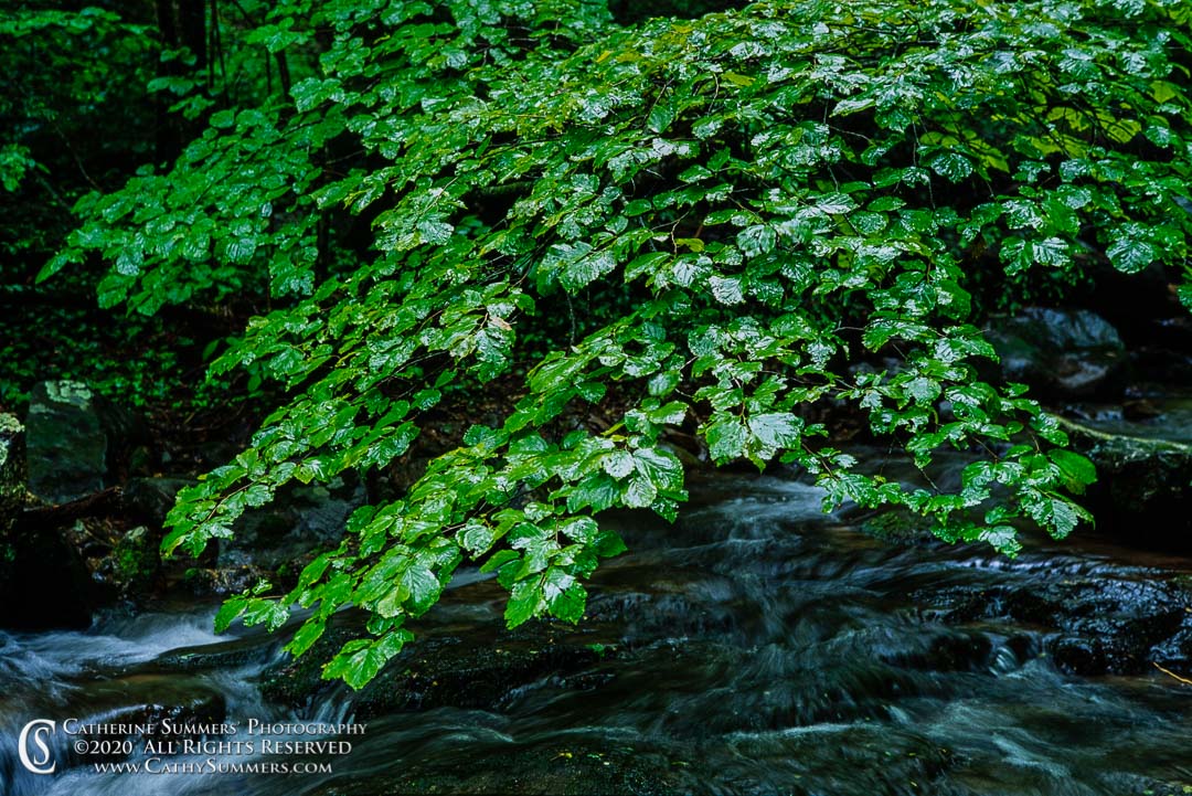 1992_0752_7504693: horizontal, leaves, rain, trees, Shenandoah National Park, stream, green
