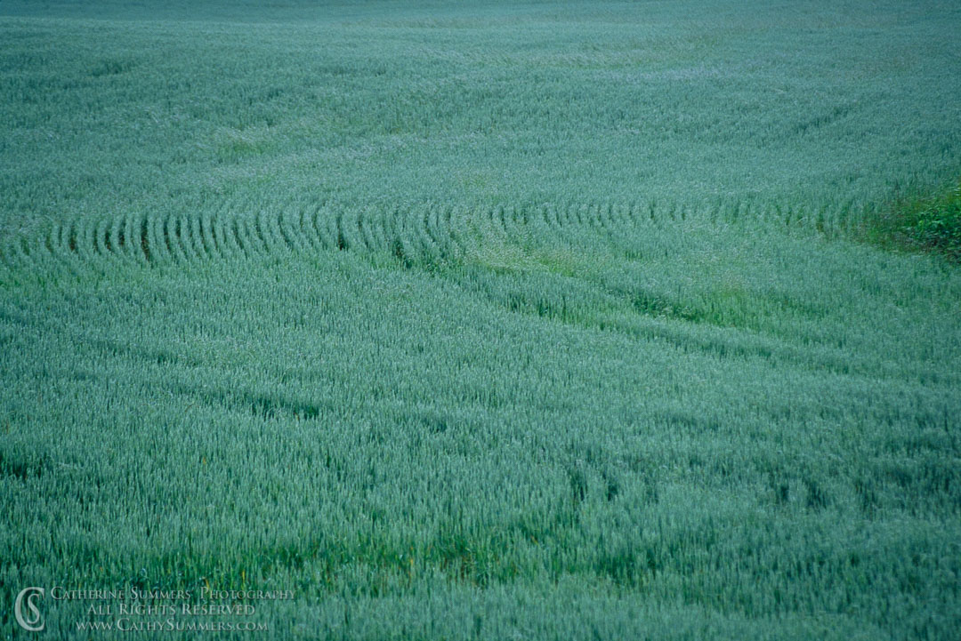 1992_0765: horizontal, morning, field, dew, patterns