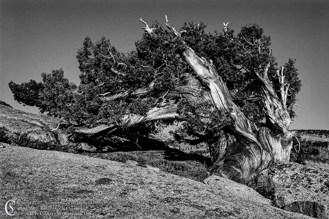 Bristlecone Pine in Yosemite - B&W