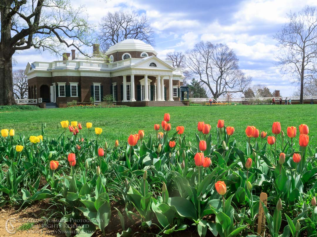 20090408_007: horizontal, tulips, Monticello