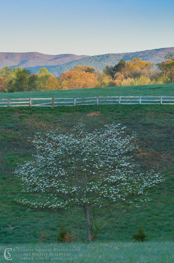 20100411_025: vertical, flowers, spring, Virginia, dogwood, Blue Ridge Mountains, field, Knole