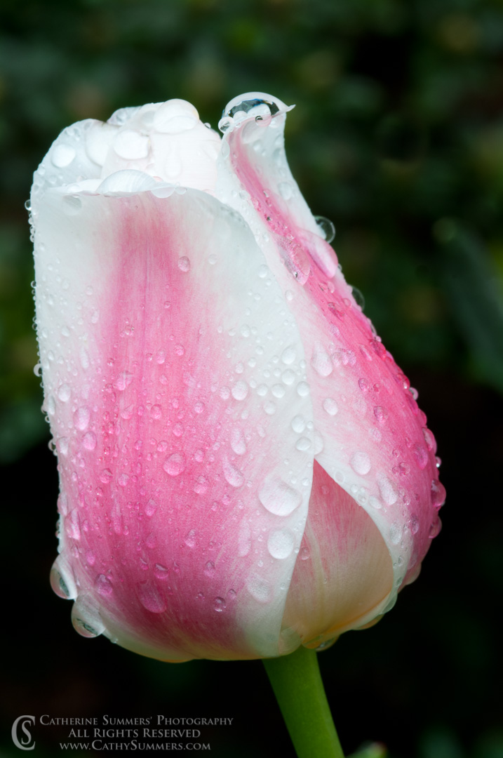 Wet Tulip #8: Virginia