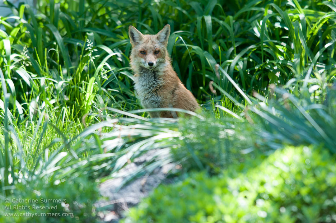 Fox - Vixen Keeping Watch: Falls Church, Virginia
