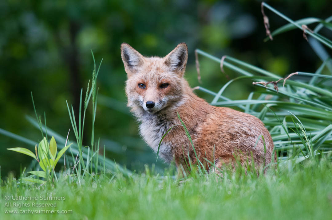 Fox - Vixen Keeping Watch: Falls Church, Virginia