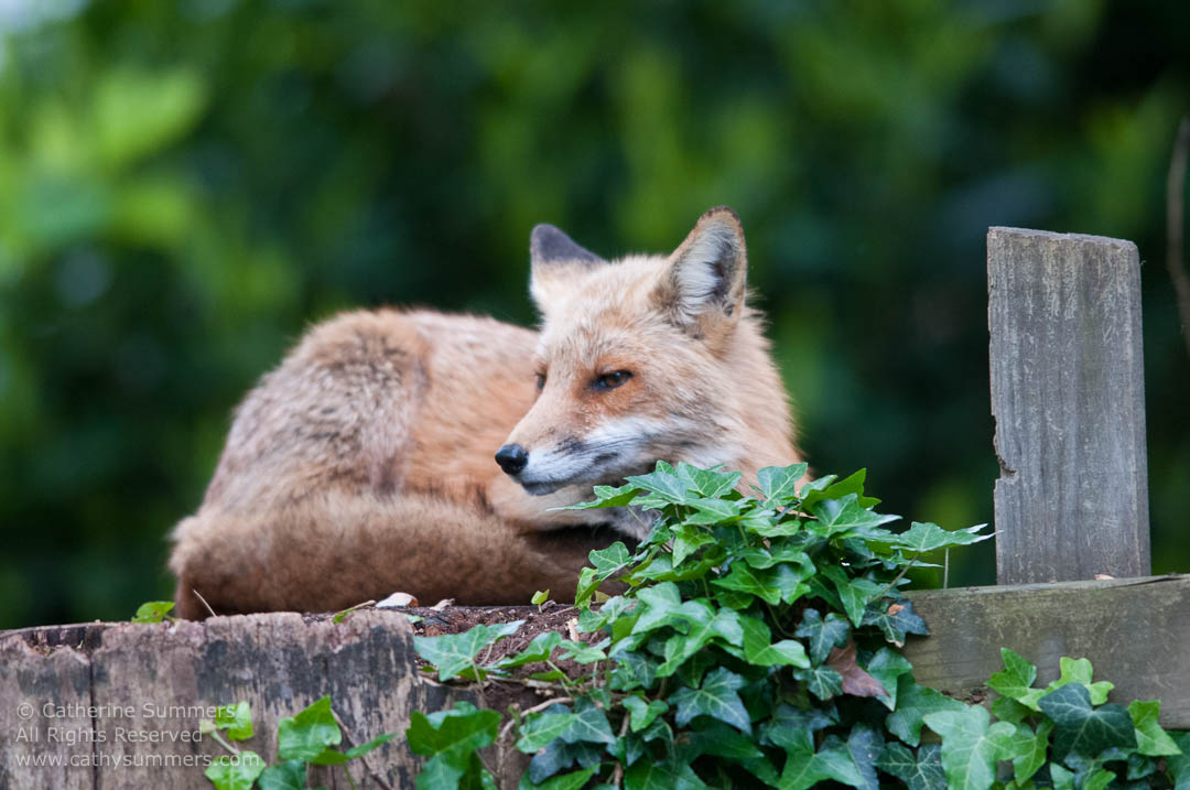 Fox on Stump - Vixen Keeping Watch: Falls Church, Virginia