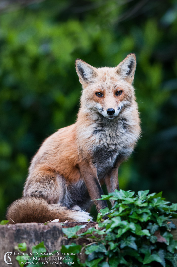 Fox on Stump - Vixen Keeping Watch: Falls Church, Virginia