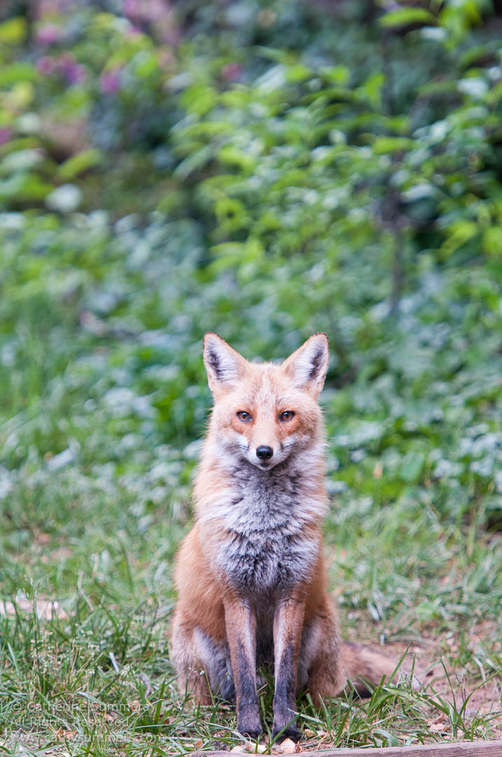 Fox Keeping Watch: Falls Church, Virginia