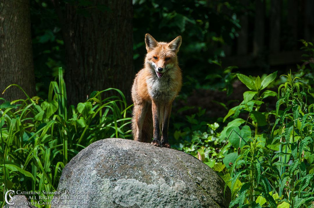 Fox Vixen Standing on Boulder at Edge of the Trees: Falls Church, Virginia