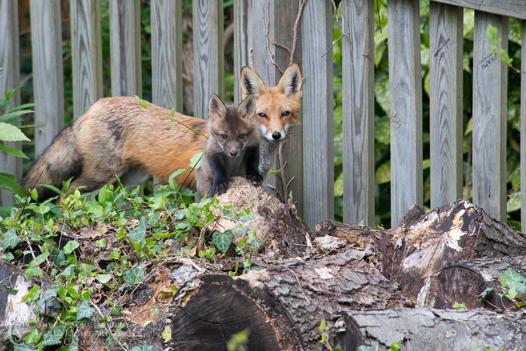 Vixen and Fox Kit on a log pile covered in ivy: Falls Church, Virginia