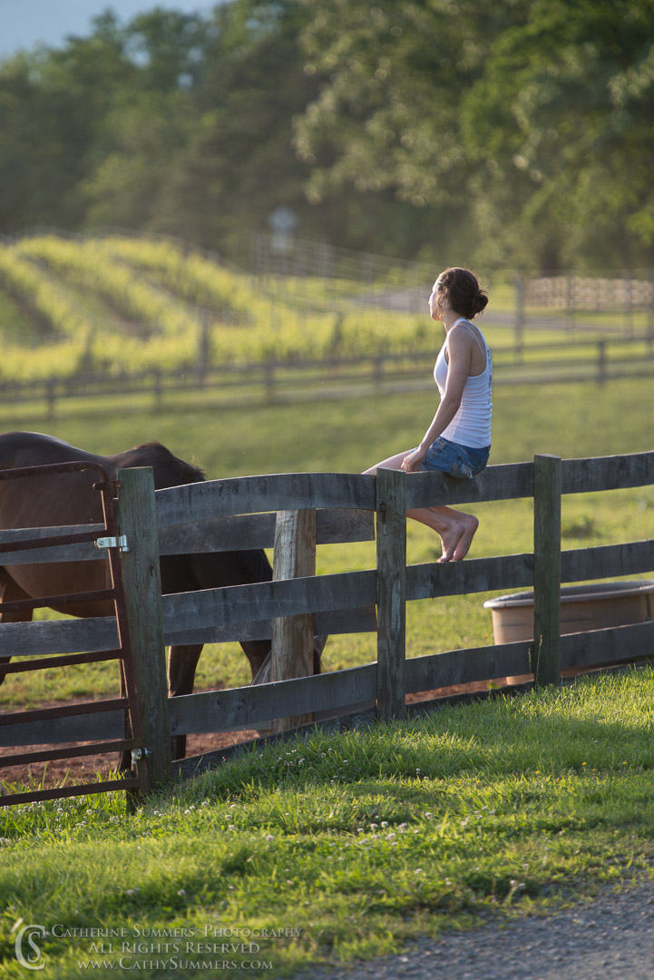 20130526_062: vertical, fence, horses, Elena, vineyard