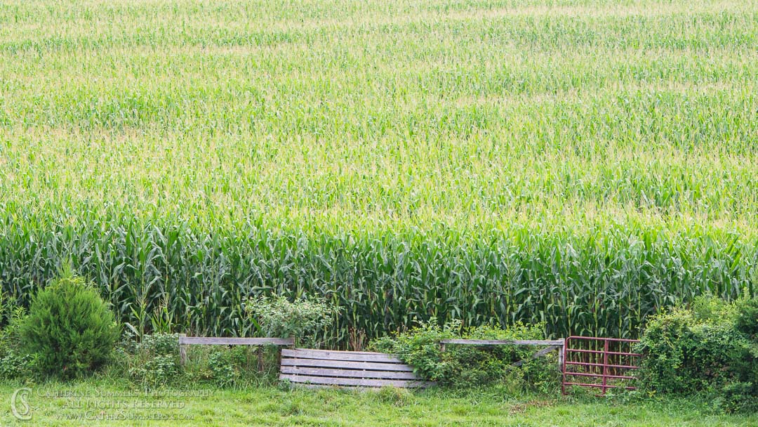 20130810_024: horizontal, summer, corn field