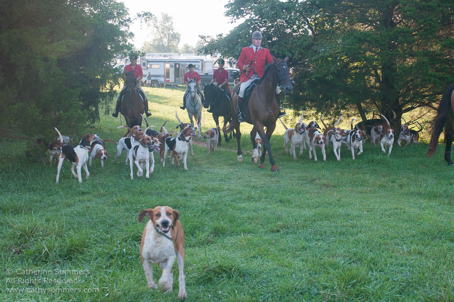 20130902_005: hounds, Huntsman, Staff, cubbing, Matthew Cook