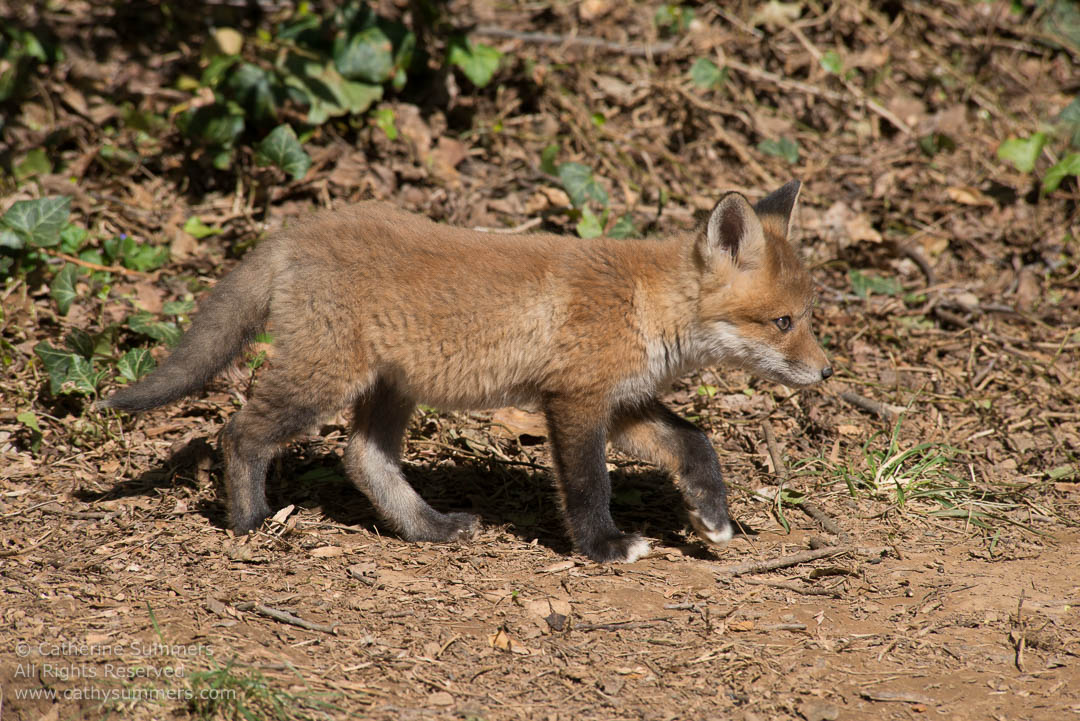 Red Fox Kit on the Move: Falls Church, Virginia