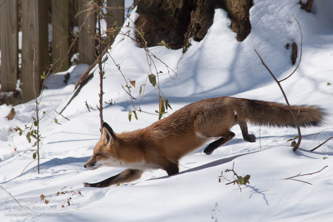 20150218_004: horizontal, snow, Abbott Lane, fox, foxes, landscape