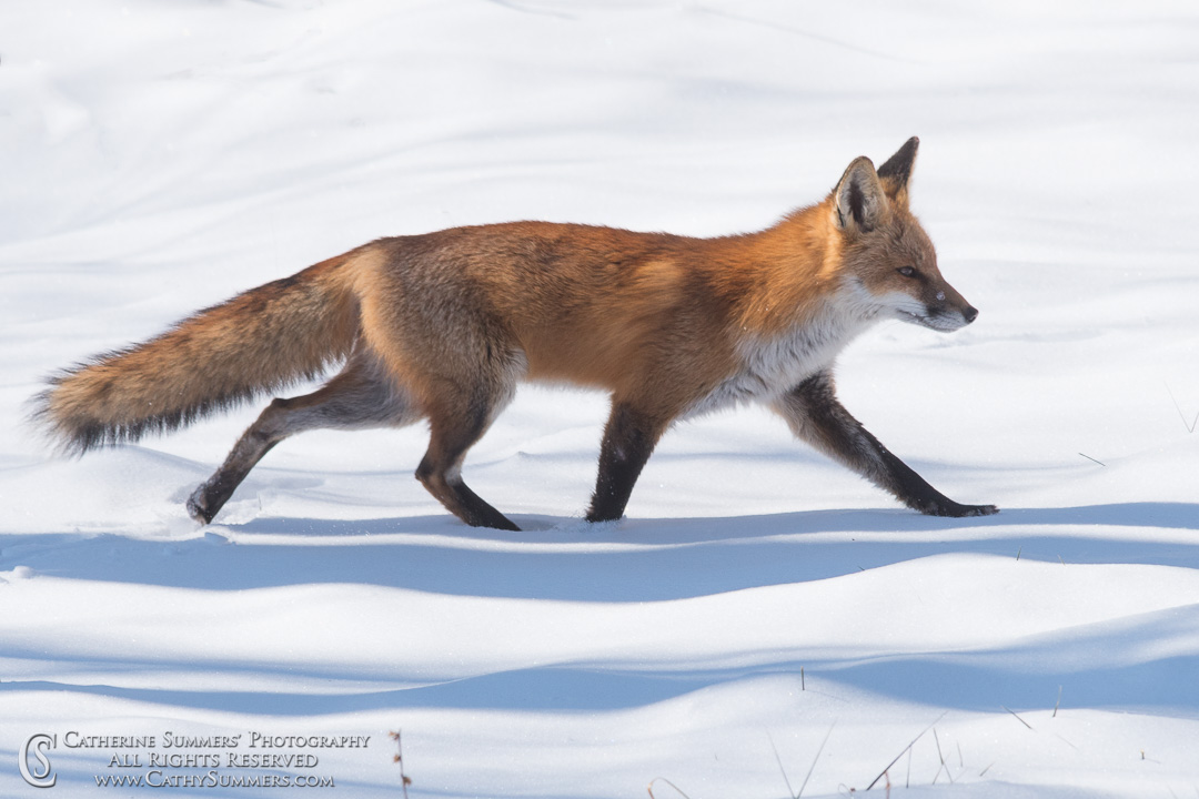 20150218_009: horizontal, snow, Abbott Lane, fox, foxes, landscape