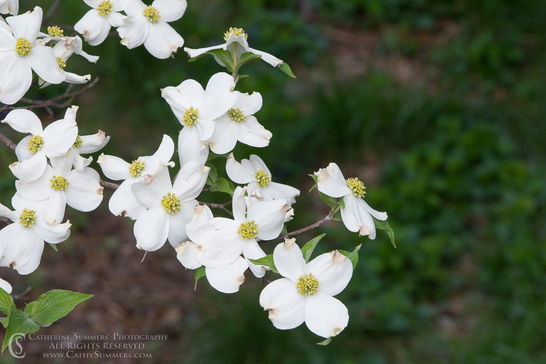 White Dogwood Flowers: Virginia