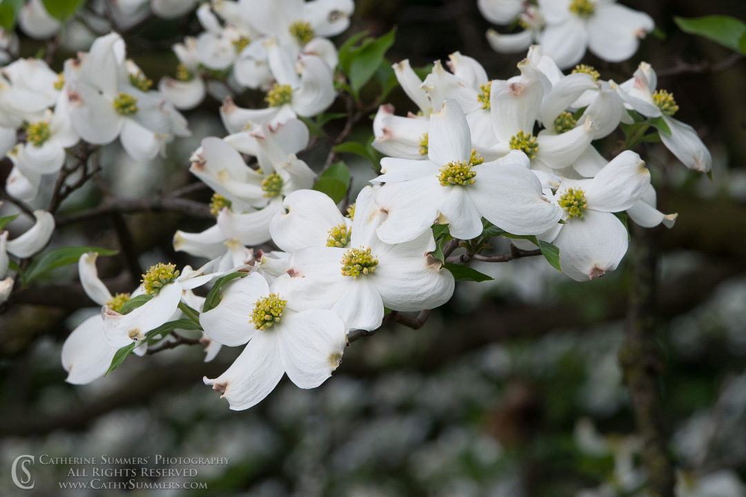 White Dogwood Flowers: Falls Church, Virginia