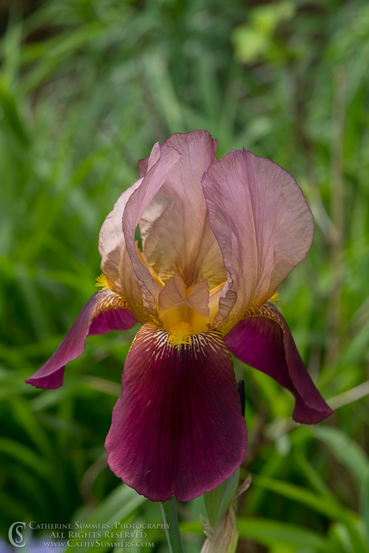 20170430_011: vertical, bearded Iris, maroon