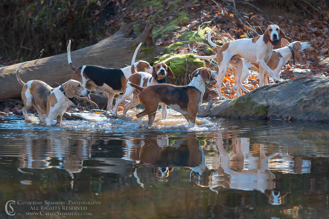 Fox Hounds in the river - Oil Paint Effect