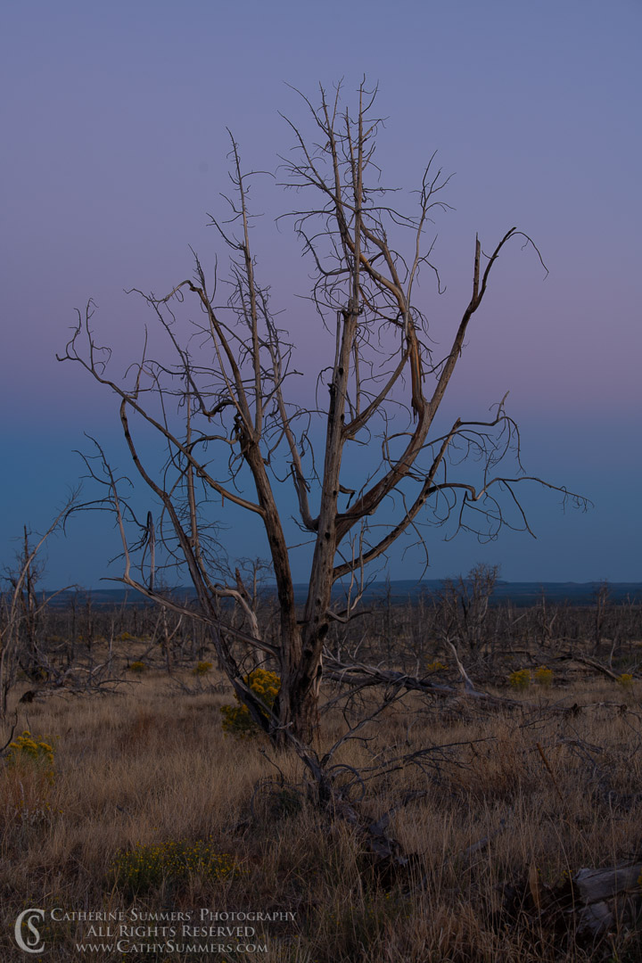 Burned Tree at Sunset: Mesa Verde National Park