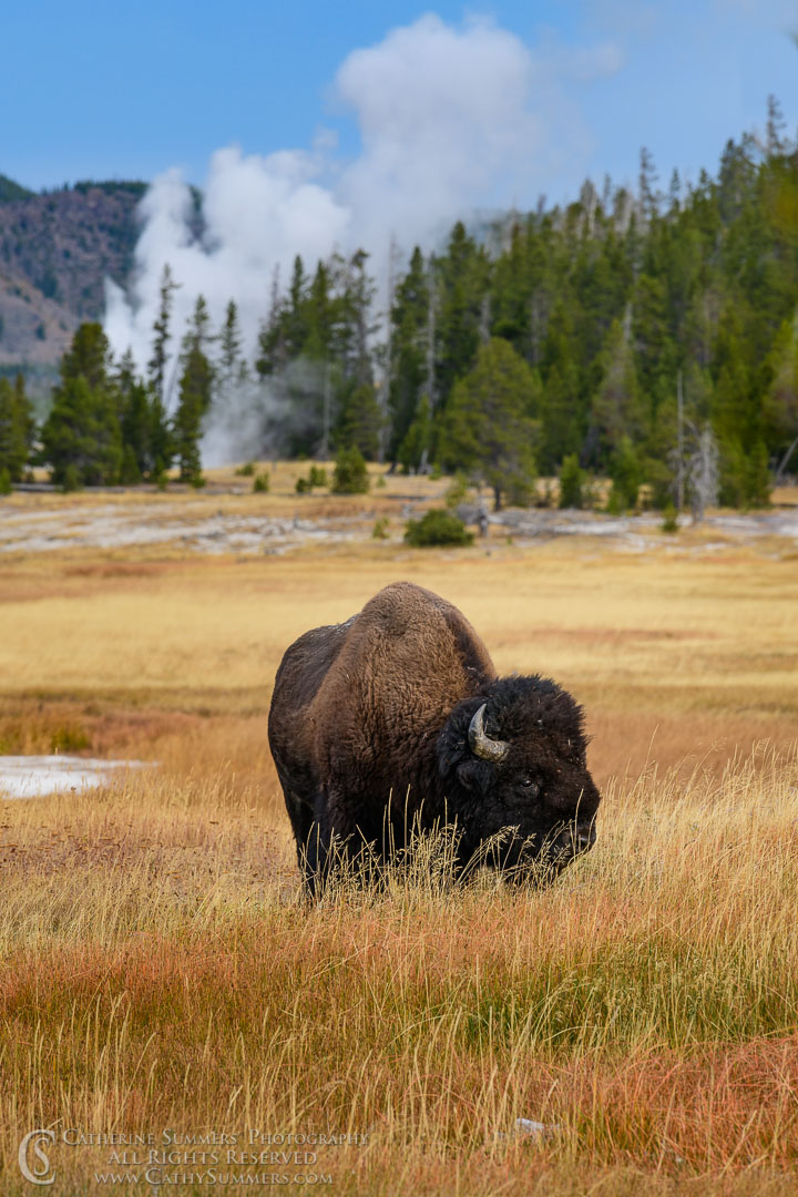 Grazing Bison Near Upper Geyser Basin: Yellowstone National Park