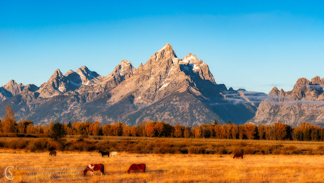 Horses in Pasture with the Tetons on an Early Autumn Morning: Grand Teton National Park