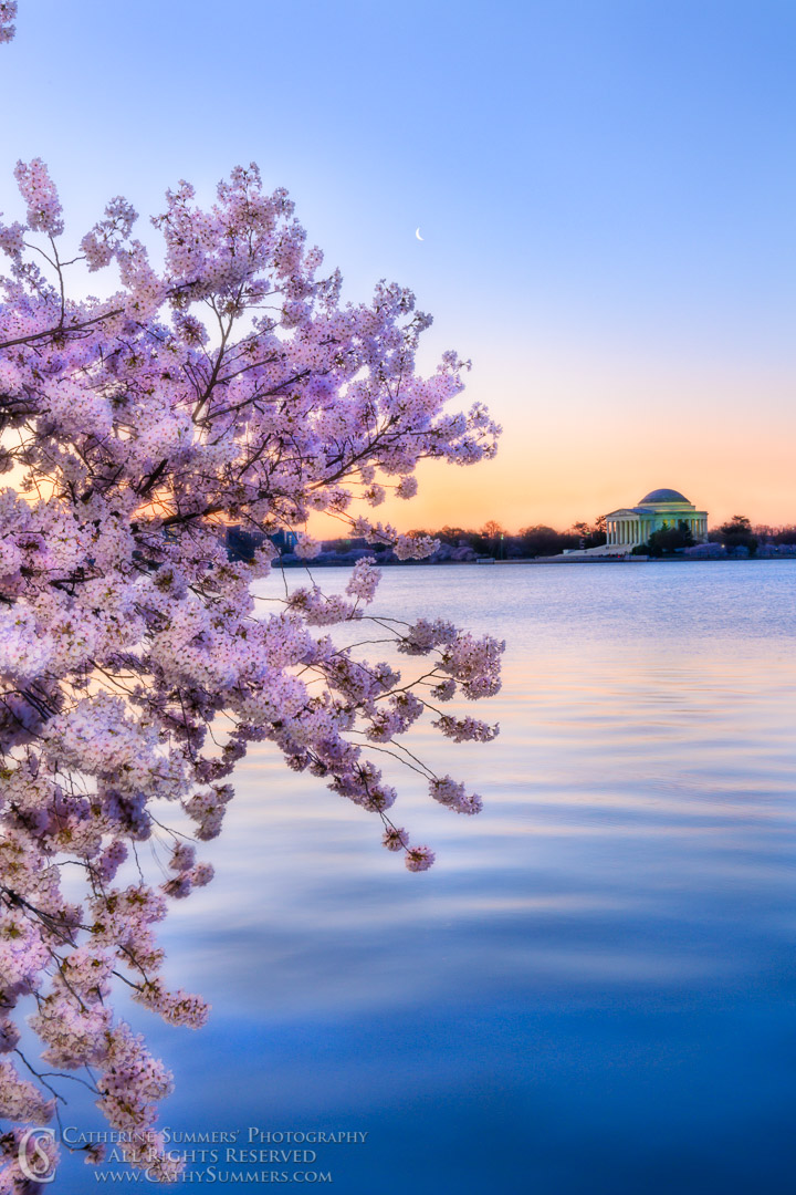 Cherry Blossoms and Jefferson Memorial with Dawn Colors Reflecting in the Tidal Basin - Orton Effect
