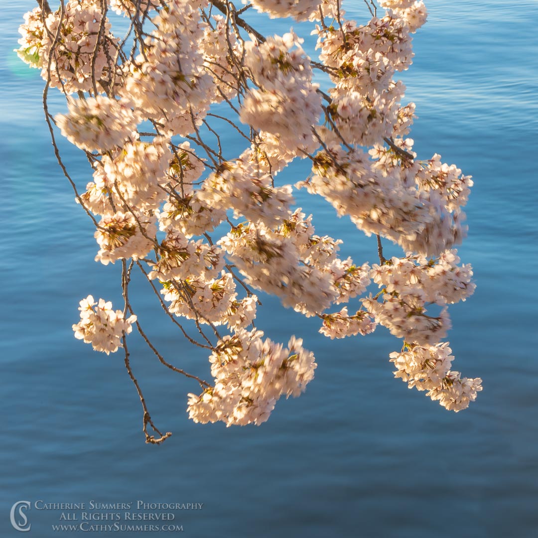 Sunrise Light on Cherry Blossoms in the Wind at the Tidal Basin -Orton Effect
