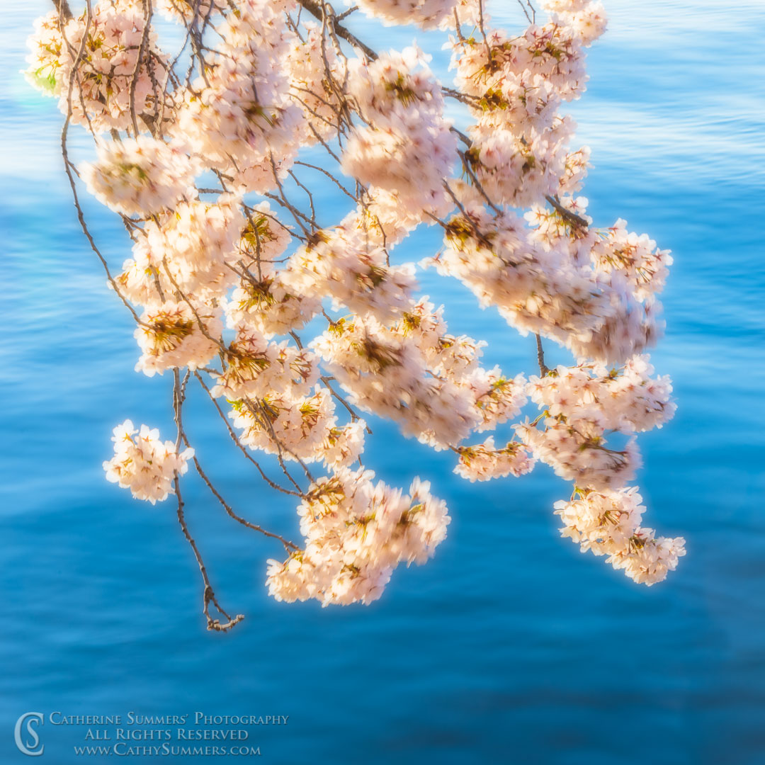 Sunrise Light on Cherry Blossoms in the Wind at the Tidal Basin -Orton Effect