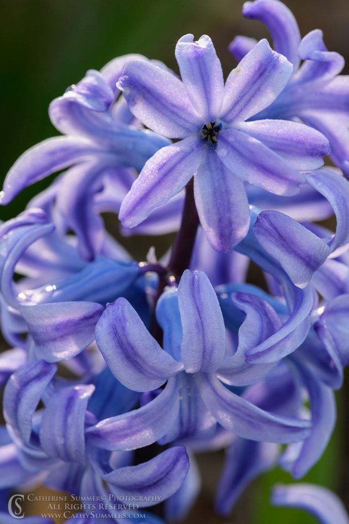 Blue Hyacinth Macro